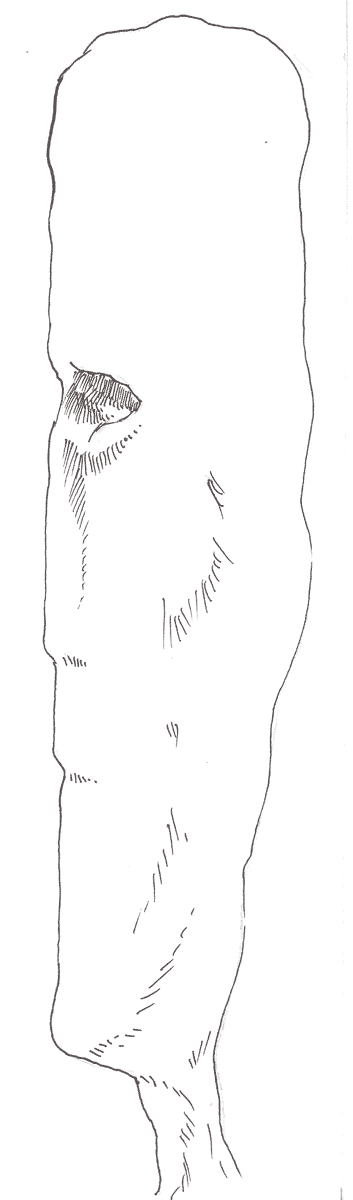 De observator